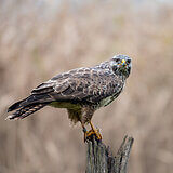 Buzzards